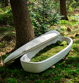 Mushroom Grown Coffin