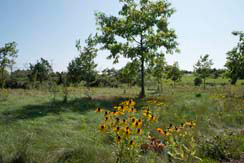 Navigate to Natural Burial Information